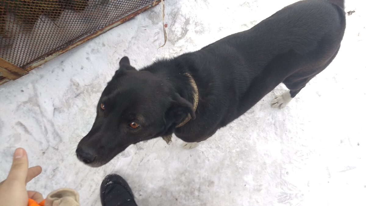 Пытаюсь скомандывать "сидеть", не поддаётся 