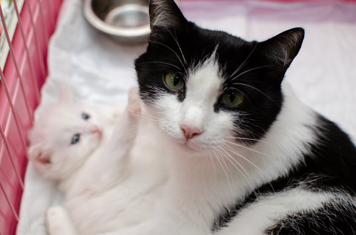 Они проходили мимо, как будто Зайка была пустым местом. (Фото из архива приюта Друг)