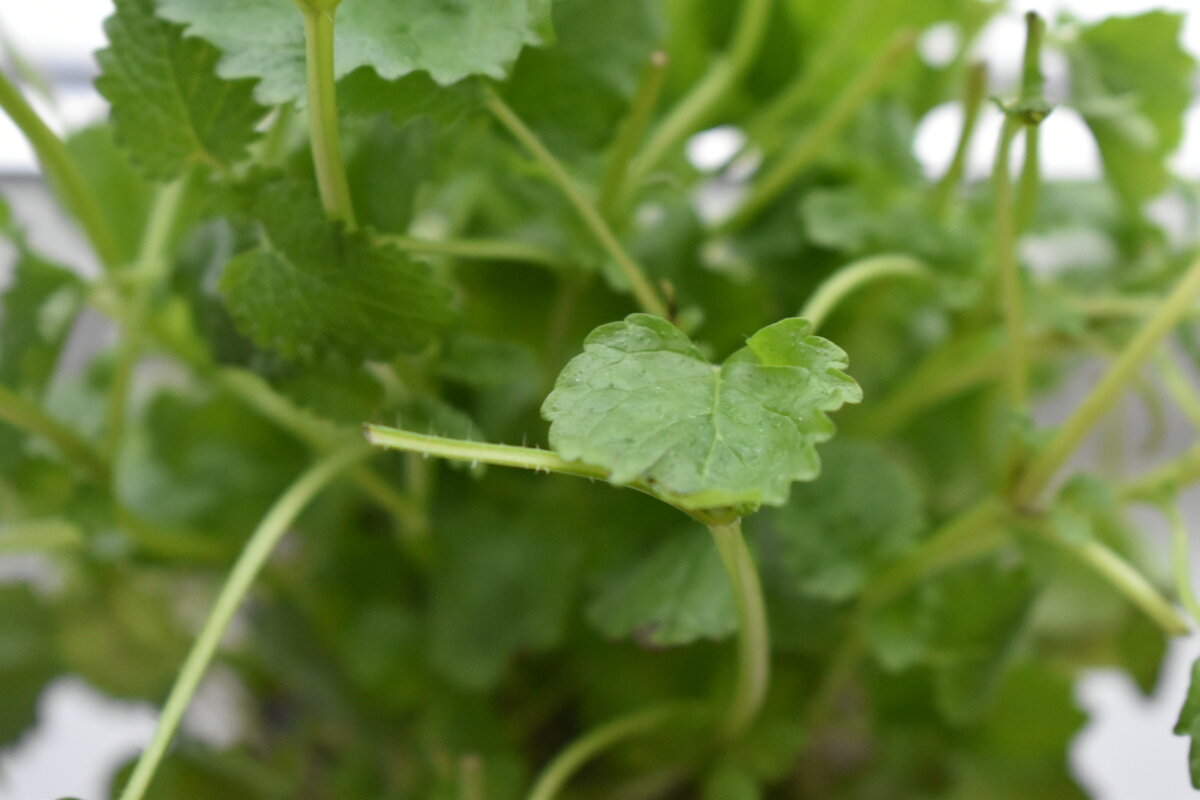 Мелисса сегодня