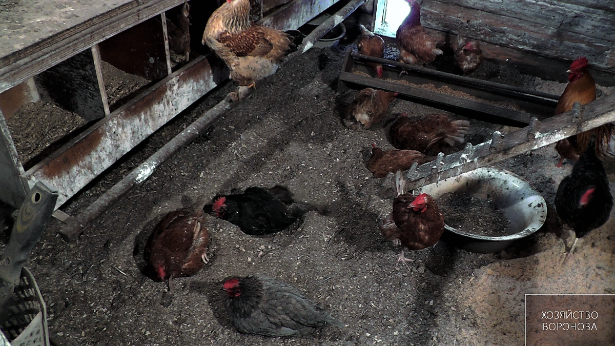 Куры в курятнике