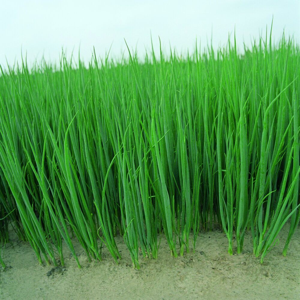 фото с сайта lviv.prom.ua