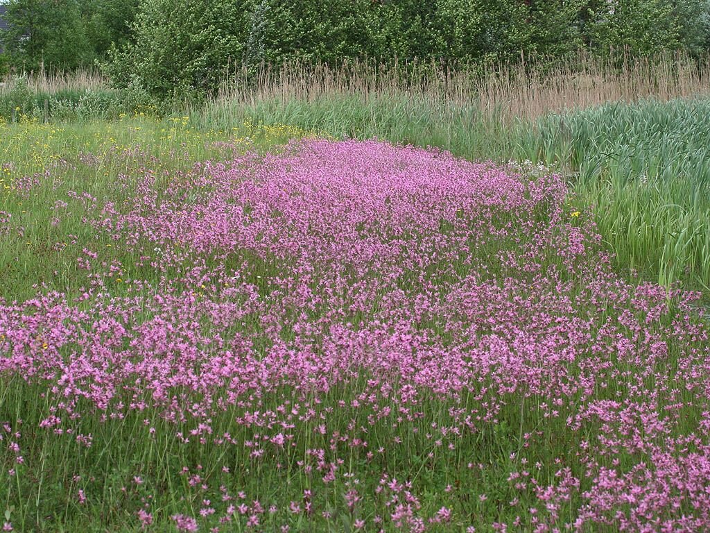 Фото кукушкин цвет