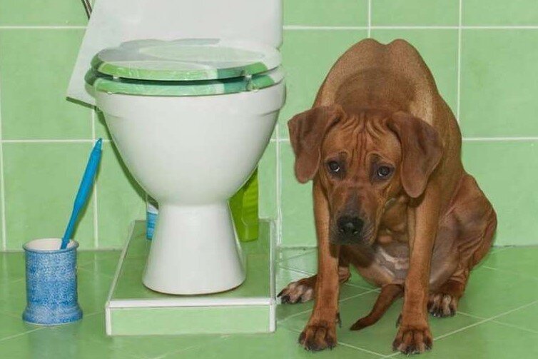 Последствия того, что произойдет, если ваша кошка или собака выпьет воду из туалета