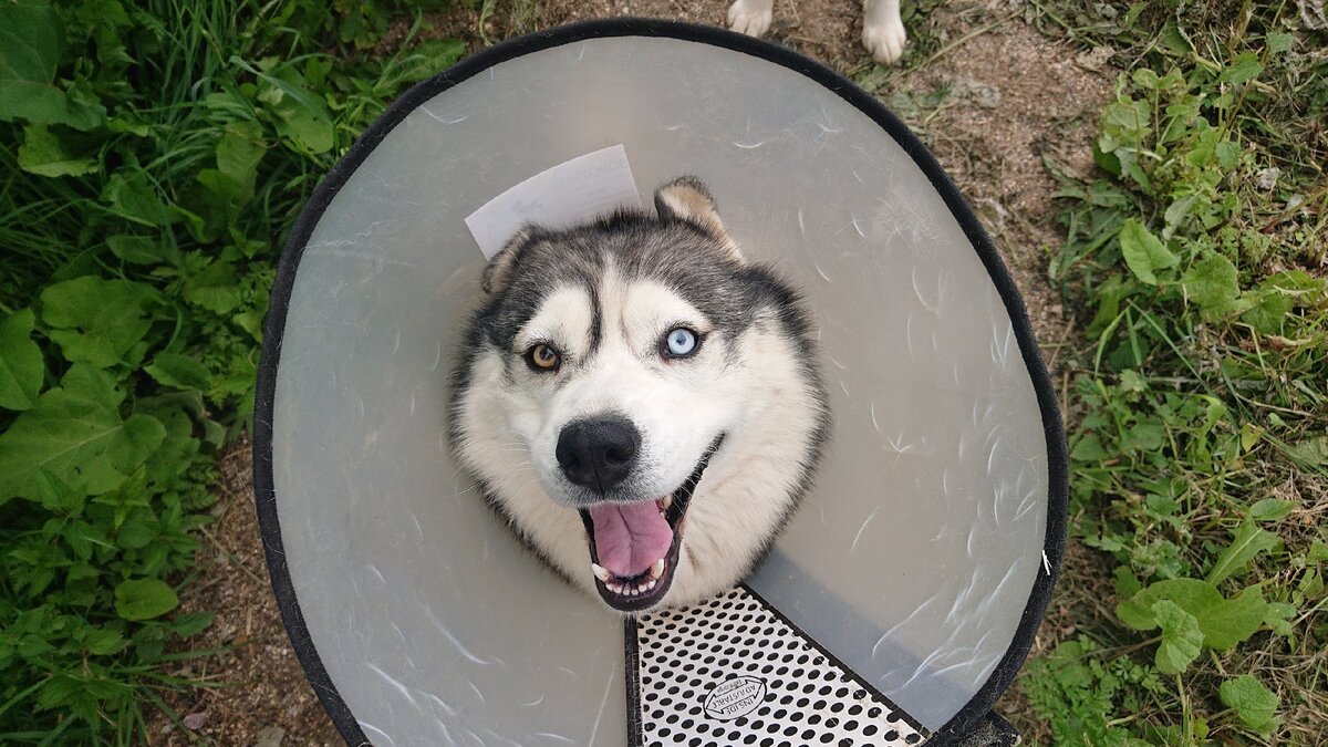 После операции и наркоза .02 августа