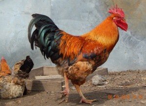 Красавцы петухи Кучинской породы