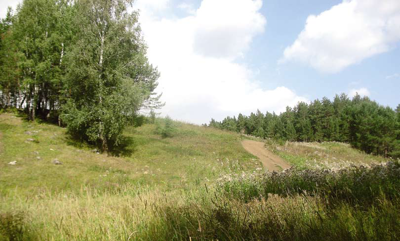 На известняках растёт только берёза (светлая, славная такая роща), а на вулканитах — хороший сосновый бор, и между ними, как будто,невидимый забор.