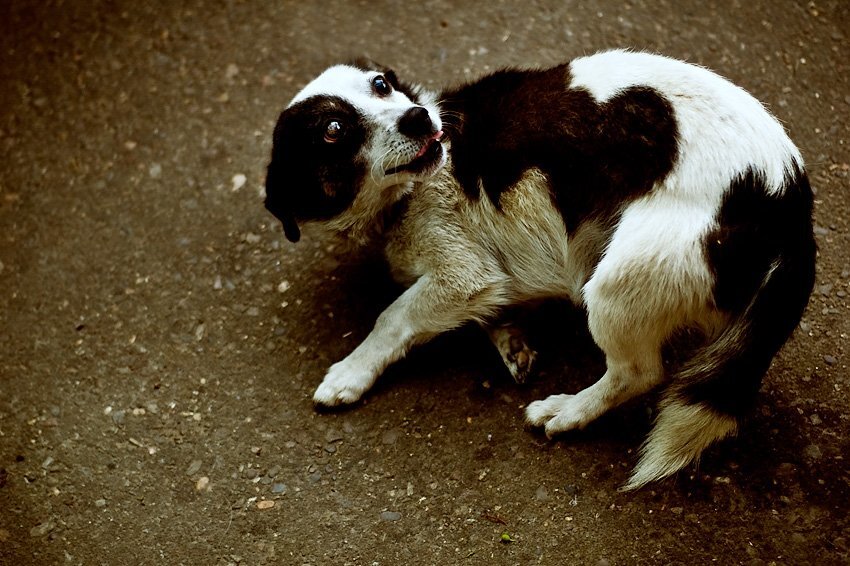 Часто в повседневной жизни нам приходится сталкиваться с нарушениями поведения собак, такими как:  - агрессивное поведение к остальным членам семьи, другим животным, необоснованная агрессия к посторонним людям;
- фобии и страхи (боязнь других животных, посторонних людей, страх разлуки, боязнь улицы и громких звуков, определенных ситуаций);
- невозможно оставить одну дома (воет, лает, скулит);
- проблемы бытового поведения (грызет вещи, мебель, обувь, хвост или лапы, рвет обои, мочеиспускание и дефекация дома, попрошайничество, воровство и многое другое);
- полное игнорирование хозяина и его тебований;
- плохое поведение на прогулке (собака тянет поводок, убегает, неуправляема в присутствии других животных, подбирает пищу с земли и у чужих из рук);
- "беспричинный" лай собаки;
- навязчивые состояния и зацикленность на чем-либо (постоянно лижет предметы или себя, бегает за хвостом, часами ищет убранную игрушку и др.);
- постоянная тревожность (собака постоянно скулит, беспокоится, прячется за хозяина, дрожит и пр.);
- пищевые нарушения (анорексия или полный отказ от еды, ожирение на фоне постоянного переедания, поедание несъедобных предметов, поедание фекалий (копрофагия));
когда в обязательном порядке необходимо срочное проведение коррекции поведения собаки.
    ВАЖНО - коррекцию поведения должен проводить только квалифицированный специалист кинолог! Неправильно проведенная коррекция может привести к необратимым негативным последствиям!
    Отклоняющееся от нормы поведение может быть вызвано различными причинами, поэтому важно, чтобы коррекцией поведения собаки занимался кинолог, который и разберется в причинах, подберет подходящие методики для их устранения или минимизации. Например, агрессия у собак может быть иерархической, территориальной, родительской, пищевой, игровой, охотничьей, оборонительной, условной (инструментальной), или вообще являться одним из признаков заболевания. Коррекция будет зависеть от вида агрессии, и способы коррекции поведения собаки будут разниться, вплоть до противоположных.

С чего начинается коррекция?

    В первую очередь, необходимо убедиться в том, что собака полностью здорова. Например, писание по всей квартире может быть вызвано заболеваниями мочевыводящих путей, агрессия иногда обусловлена болью, которую испытывает заболевшее животное, а навязчивое подбирание с земли может быть вызвано плохой усвояемостью питательных веществ. Кинолог не является ветеринаром, но может подсказать вам, в каких случаях нужно обратиться к врачу, а в каких собаке нужна коррекция поведения.Также необходимо проверить, правильно ли вы кормите и содержите собаку, ведь несбалансированный рацион может вызывать множество нежелательных поведенческих проявлений (от подбирания с земли и поедания несъедобных предметов, до проблем поведения обусловленных изменениями в нервной системе собаки).