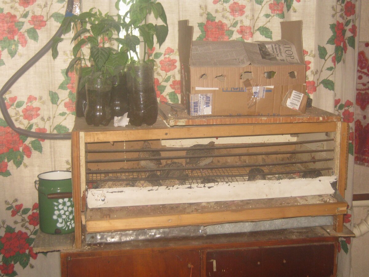 Клетка для перепелов: мой первый опыт