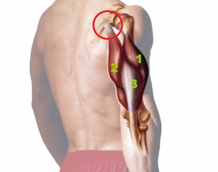 Triceps PNG