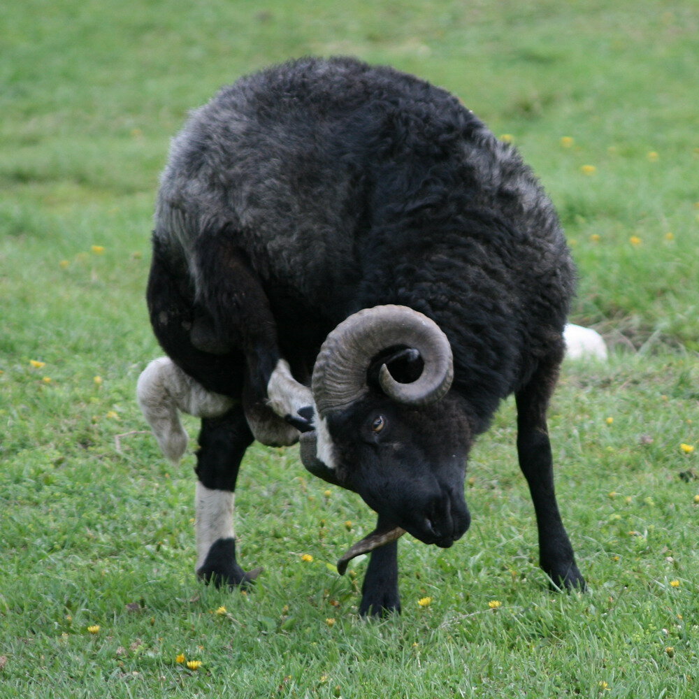 Одного барана достаточно на обслуживание 200 овец. Интересные черты карачаевской породы