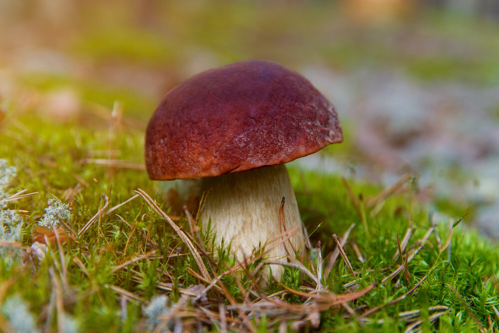 Через сколько дней появляются грибы после дождя и как быстро они растут
