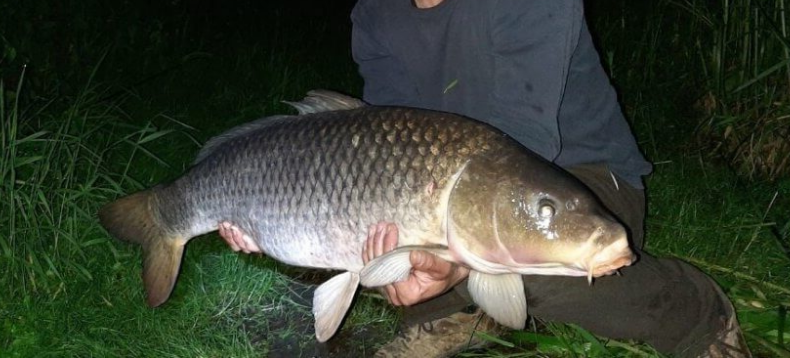 Вот он красавец, здоровенный карп!