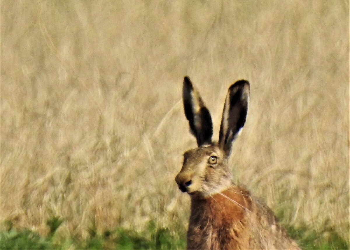 Зайка видел. Заяц Русак (Lepus europaeus) морда. Видишь зайца. Как видит заяц. Лапки зайца фото.