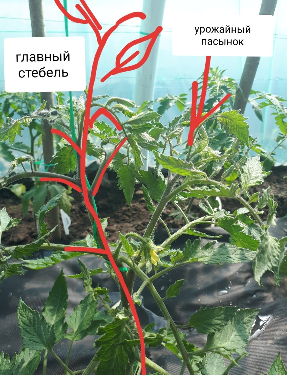 Картинки СХЕМА ПАСЫНКОВАНИЯ ПЕРЦА В ТЕПЛИЦЕ