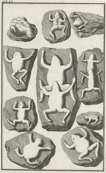 Иллюстрации из книги Берингера