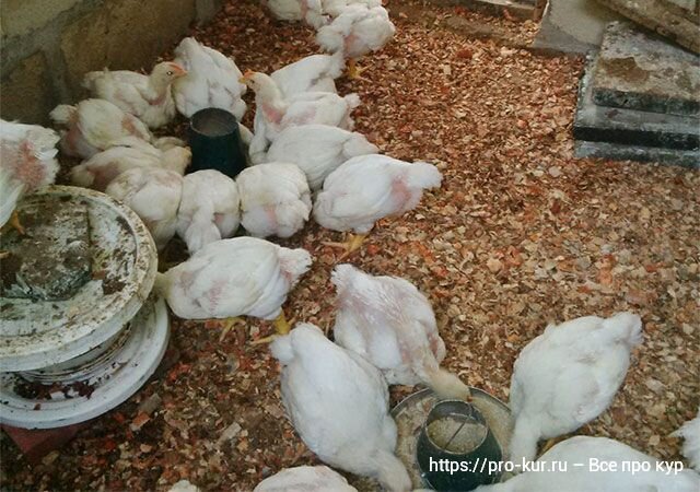 Чем кормить несушек в домашних условиях, как правильно кормить, сколько давать корма