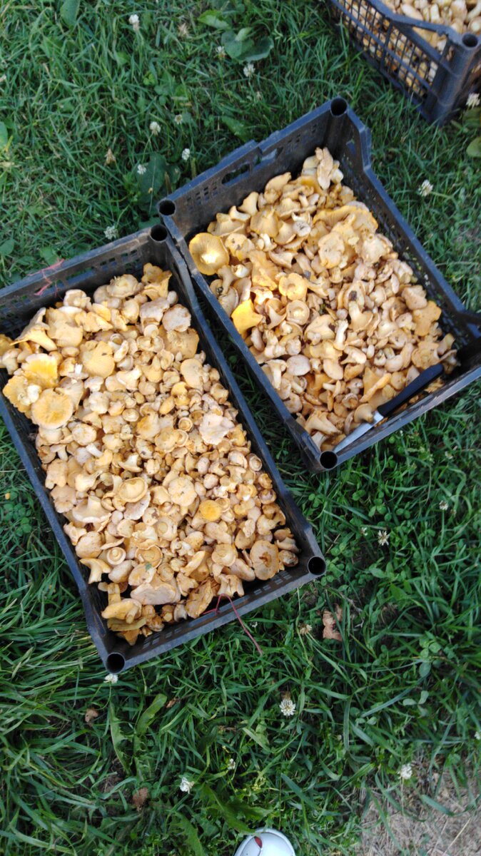 Это мои трофеи