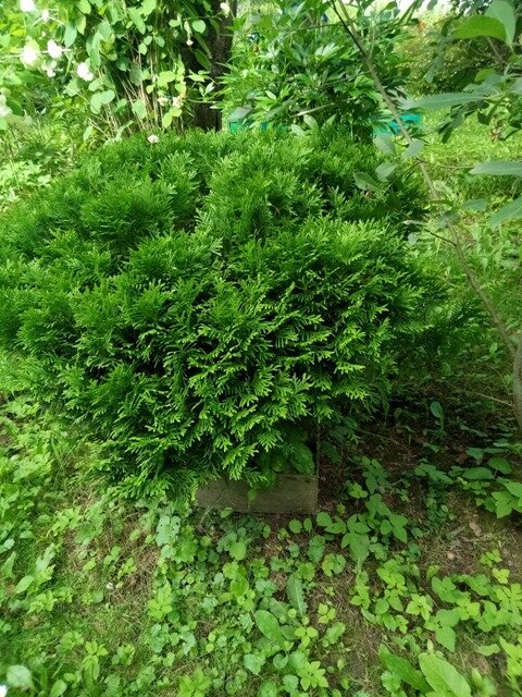 чудесная молодая туя