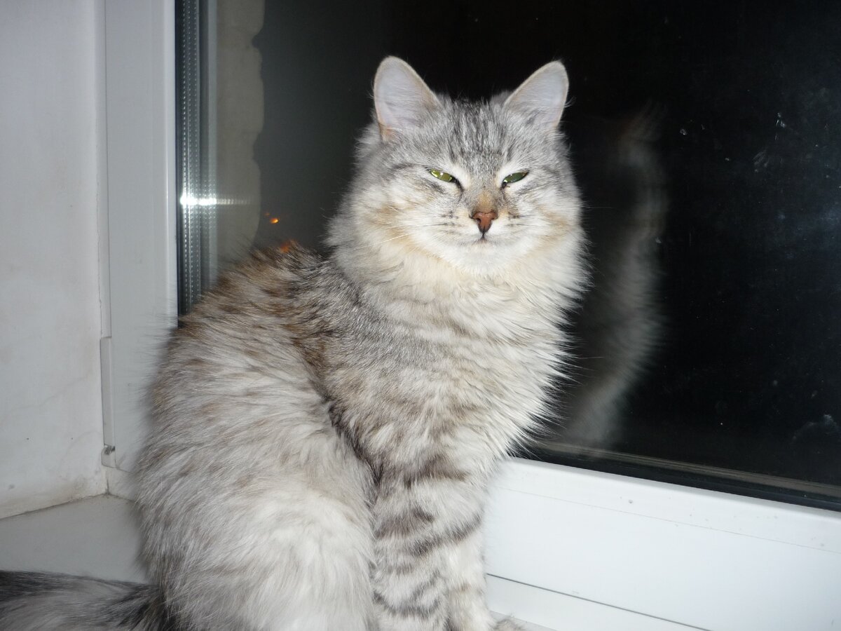 К сожалению, у меня нет под рукой фотографий Мурки и Пушка. А это фото кошки моего сына.