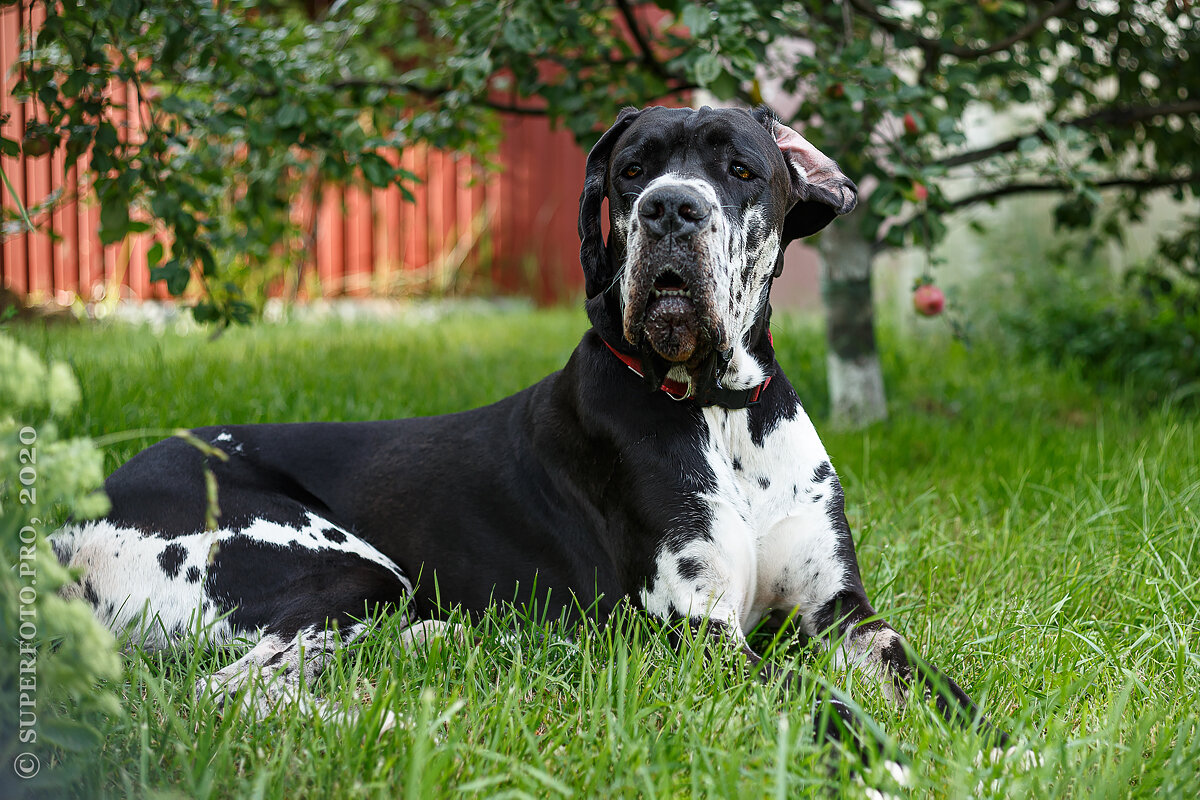 Стёпа в гостях у дедушки