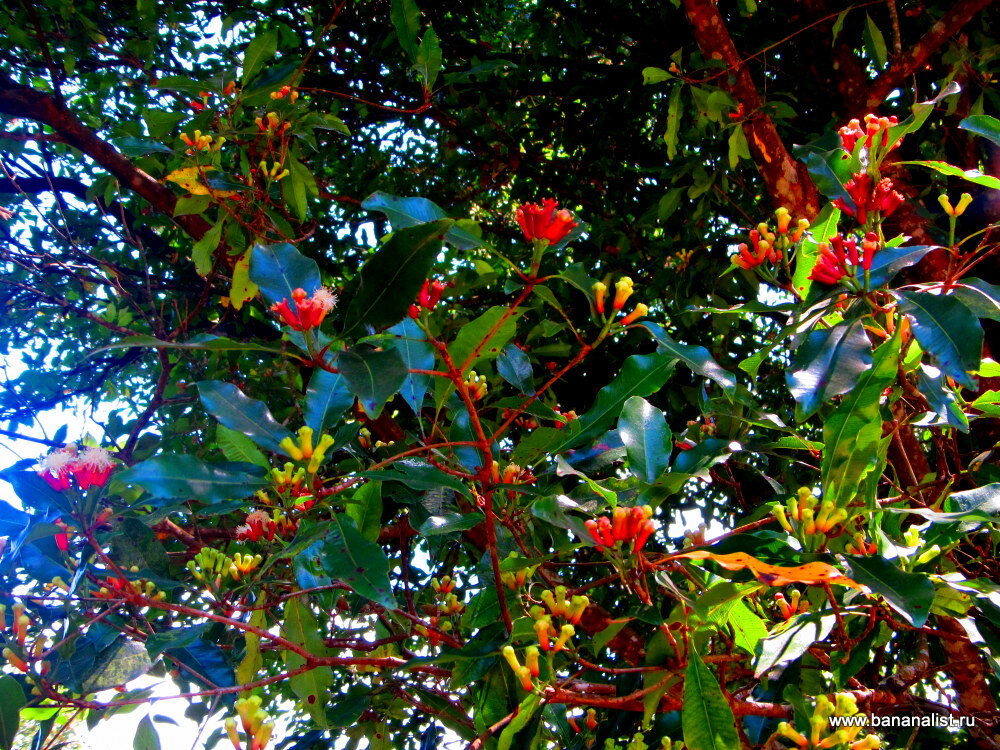 Пряное дерево. Гвоздичное дерево Сизигиум. Гвоздичное дерево Молуккские острова. Гвоздика Сизигиум. Гвоздика бутоны гвоздичного дерева.