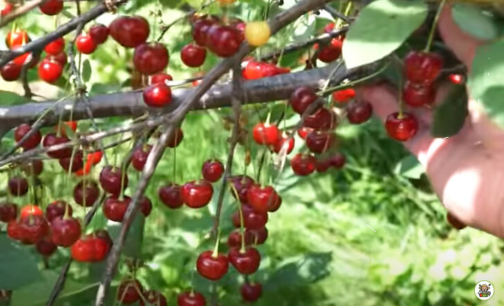 Вишня сорт Молодёжный