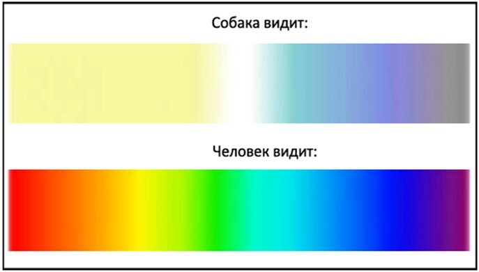 Какой цвет видят дети. Какие цвета различает человек. Какие цвета видит человек. Различают ли собаки цвета. Сколько цветов видит человек.