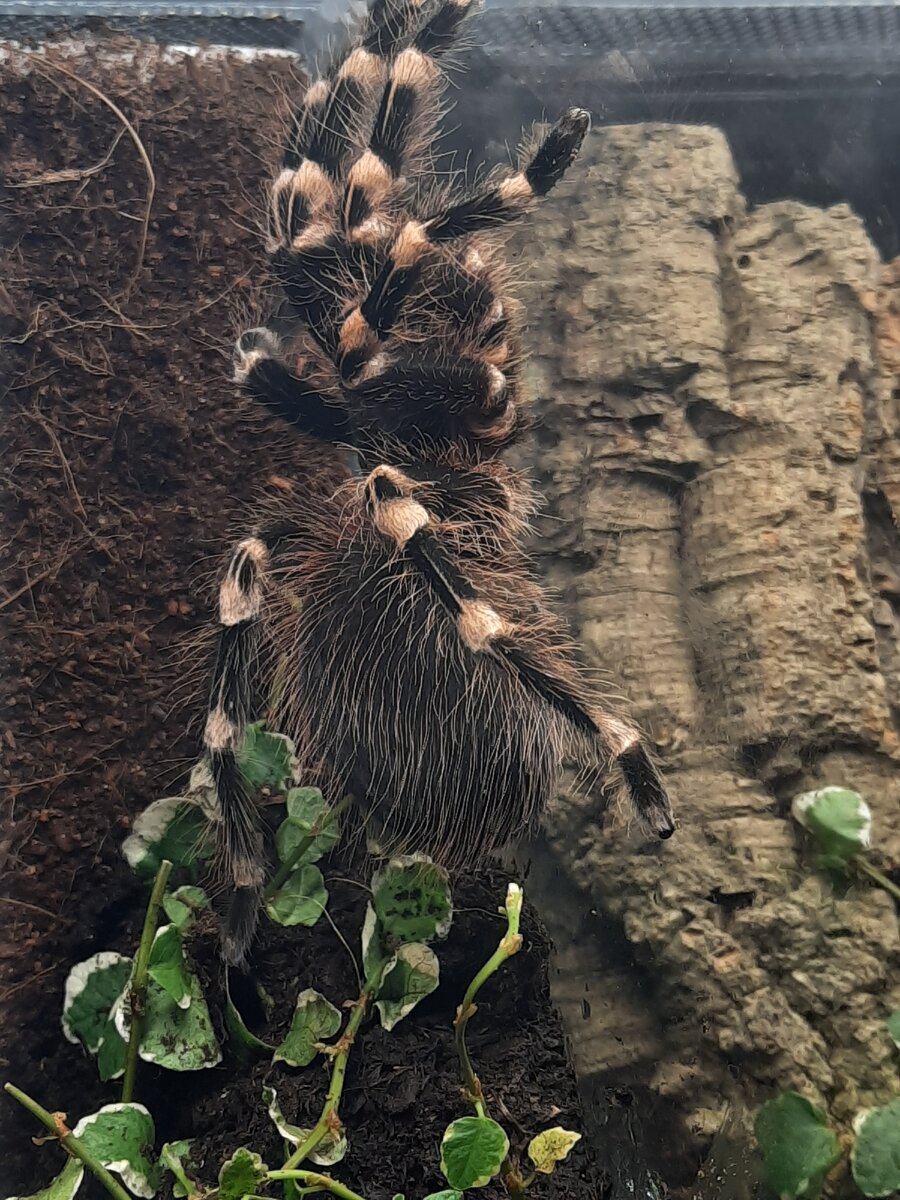 Acanthoscurria geniculata фото