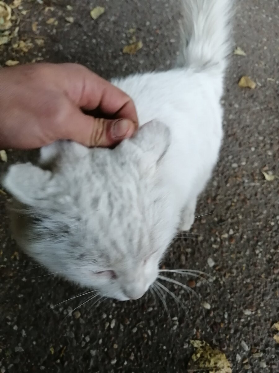 Белый и чумазый=)