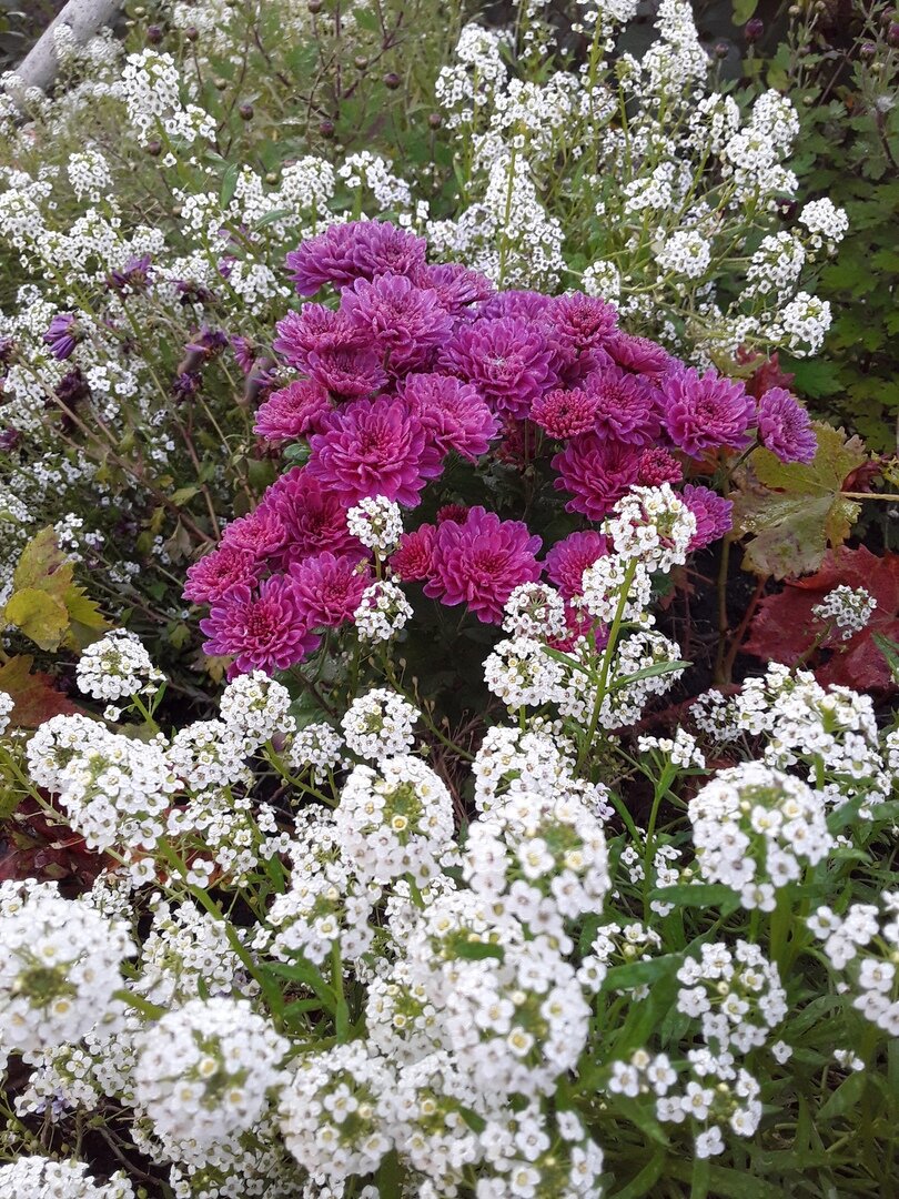 В итоге имеем то, что имеем: буйный алиссум и недо-хризантемы. Васильки выдернула в августе
