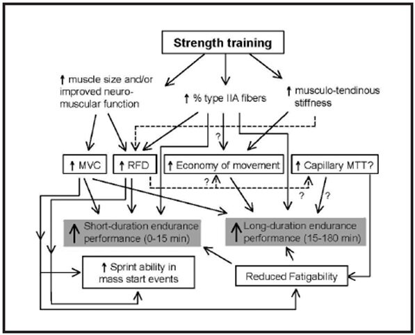 Механизмы, за счет которых силовые тренировки улучшают соревновательные результаты в видах спорта на выносливость [Aagaard, P. and T. Raastad (2012). "Strength training for endurance performance." Endurance Training–Science and practice: 51-59]
