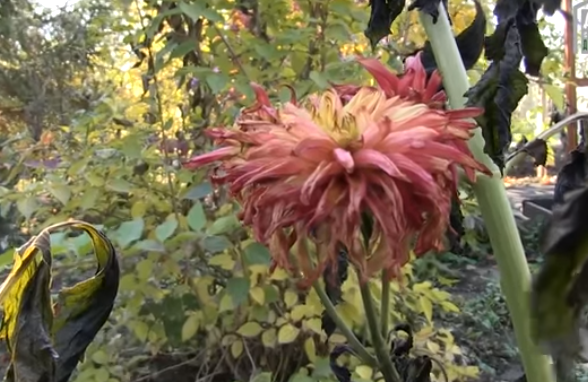 Георгины после заморозков