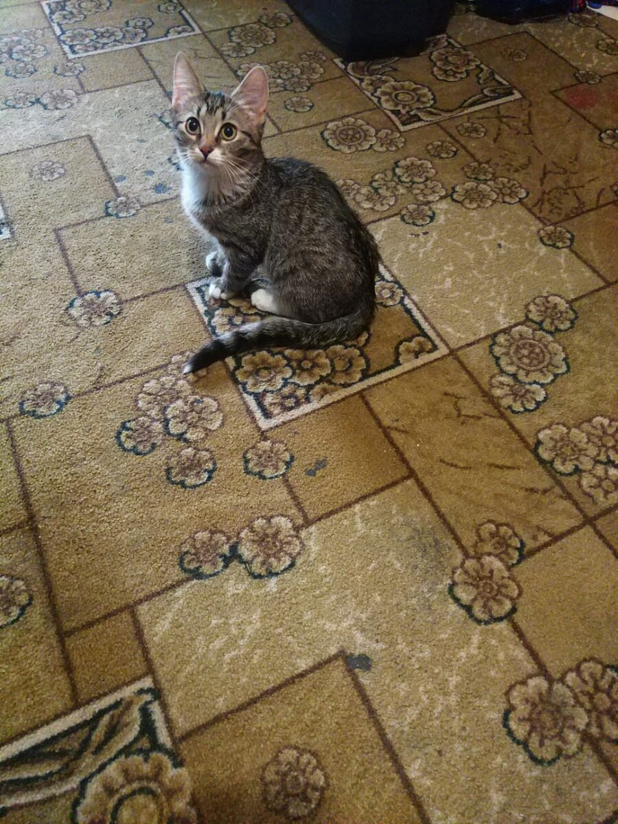 Карантин, промывка, ветеринар, и вот она Люська.