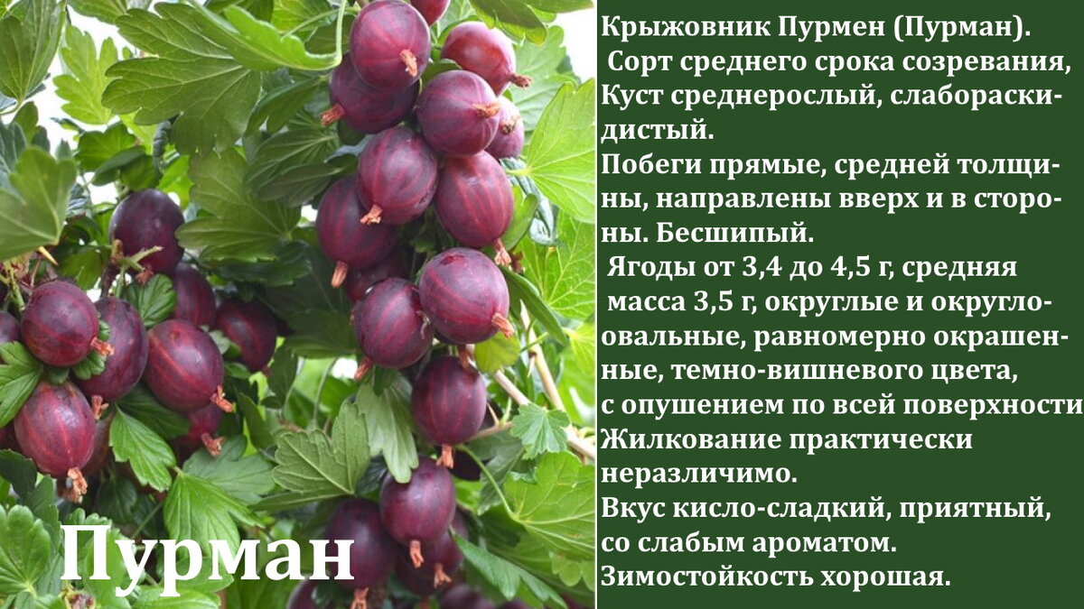 Крыжовник описание сортов фото