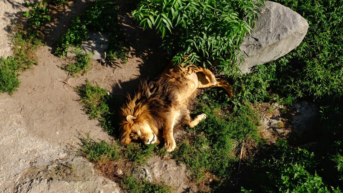 Кошка и кошка, они все такие: лишь бы поспать побольше