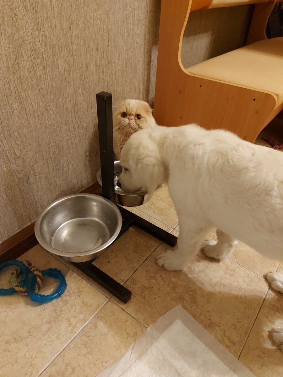 Кот ждет своей очереди на питье) Все таки старший брат.