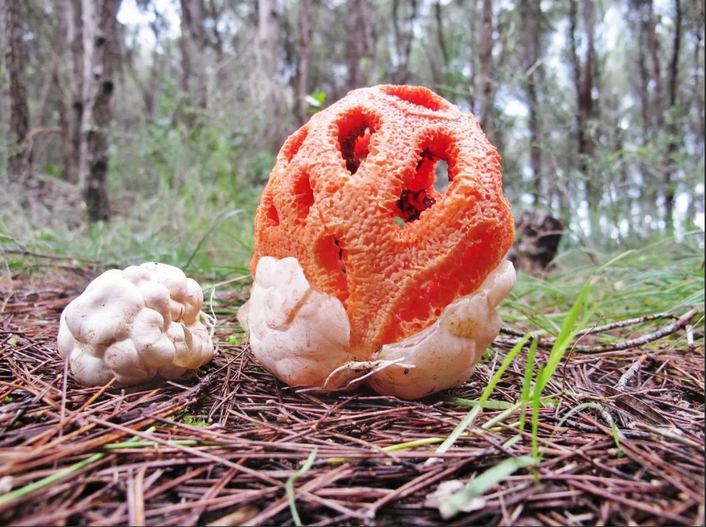 Решёточник красный