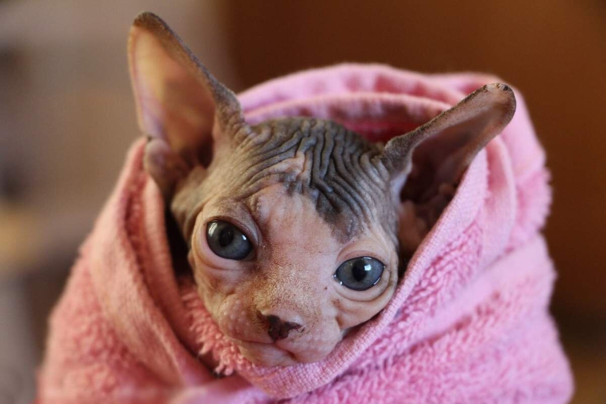 Сфинксов, в отличие от кошек остальных пород, нужно купать раз в неделю