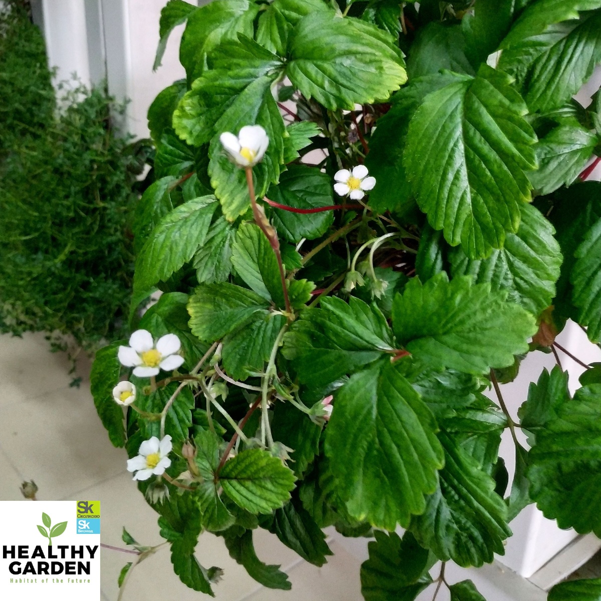 Выращивание клубники на вертикальных пирамидах Healthy Garden.