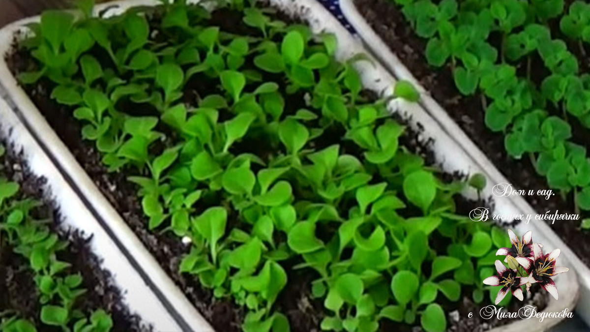 Когда посеять петунию в 2021 году?