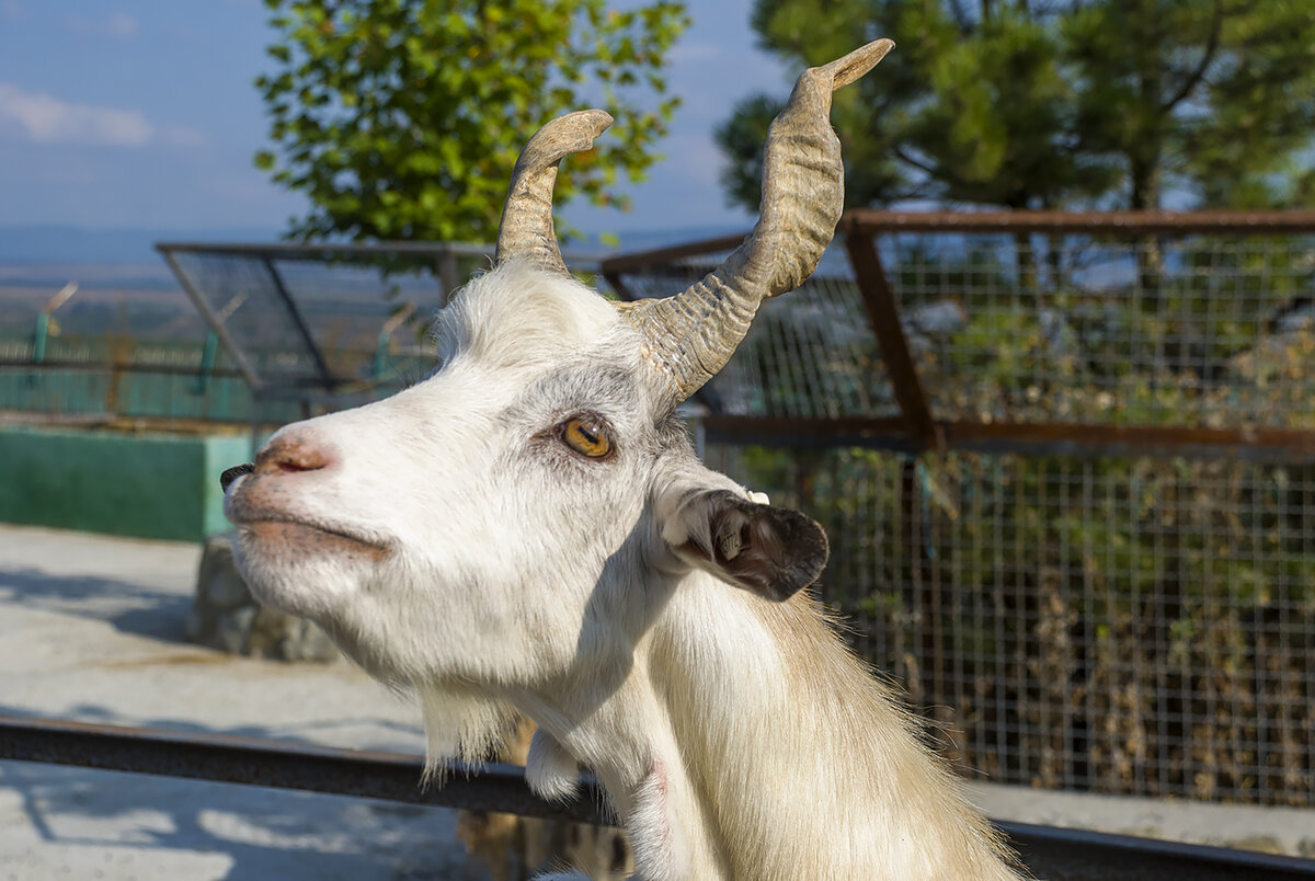 Винторогий козел. Фото автора