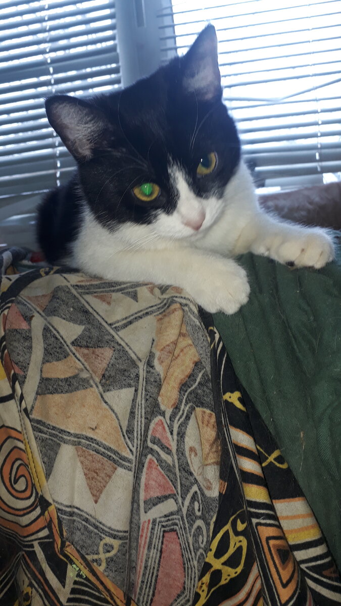 Мурочка, наша кошка.