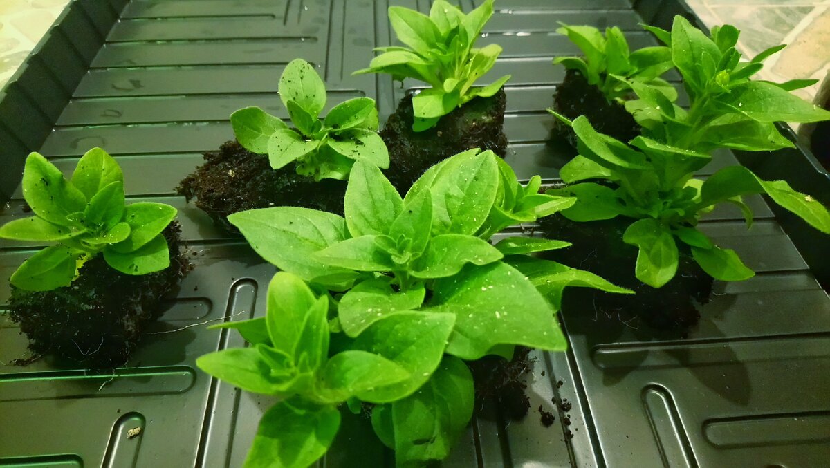 Разделённые сеянцы петунии 