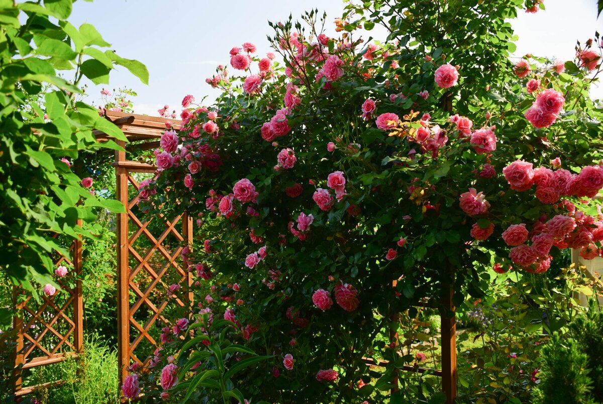 Сад роз Галины Баскаковой