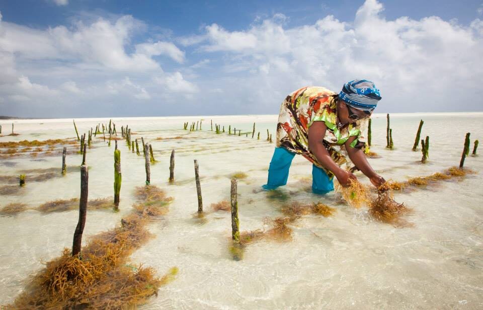 Плантация водорослей ---->