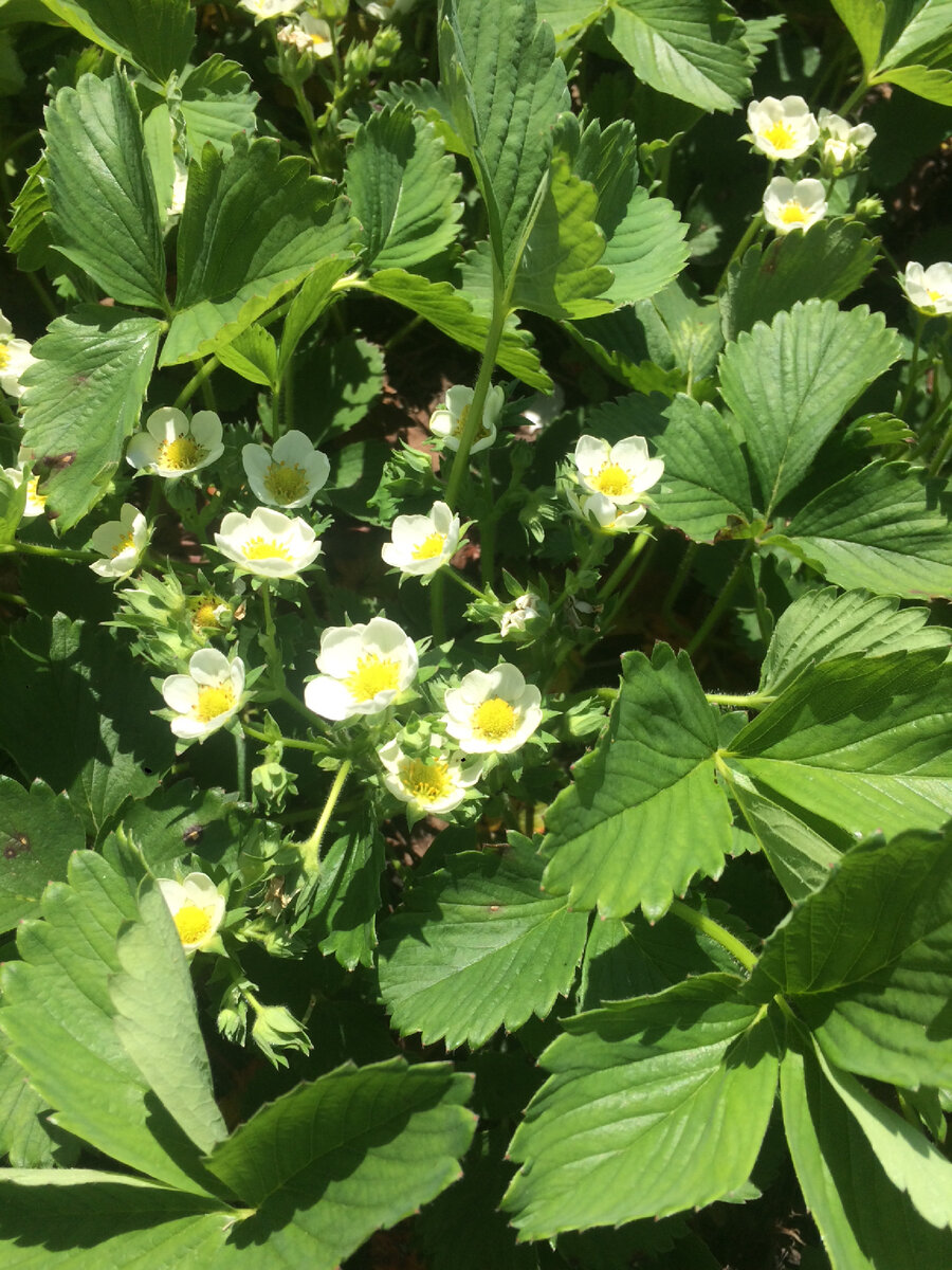 Цветёт голубушка)