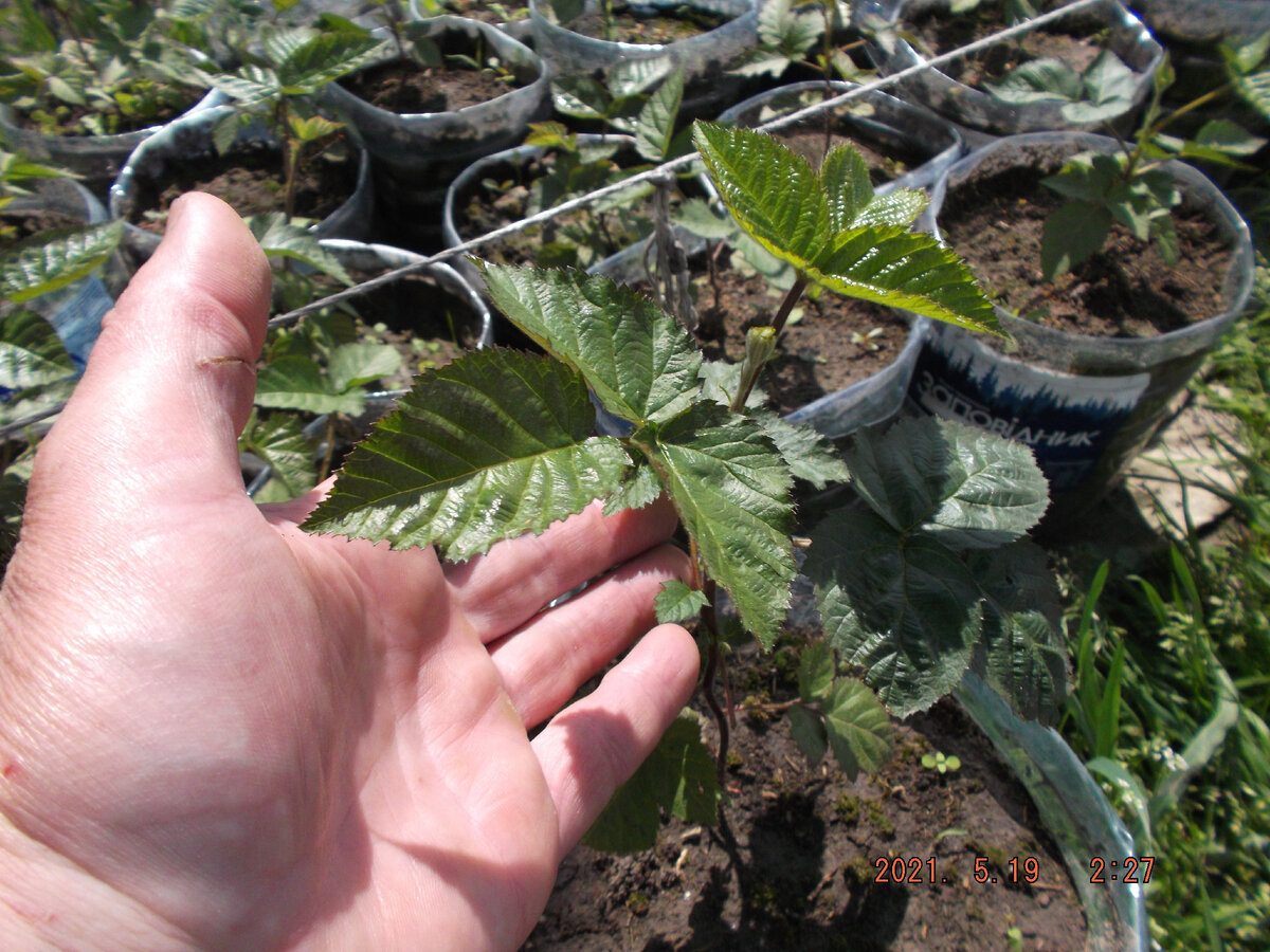 Саженец ежевики Блек Джем, закаленный в мини парнике