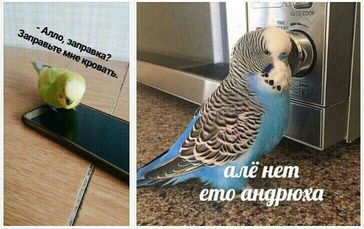 мемные попугаи