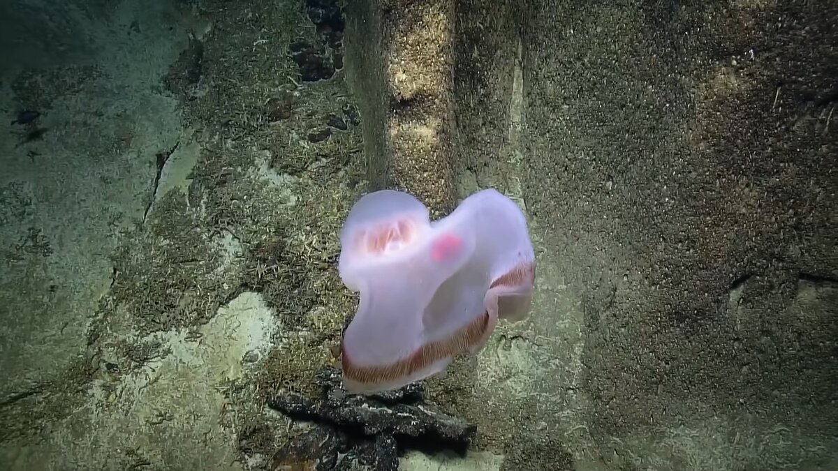 Источник: Nautilus.com 