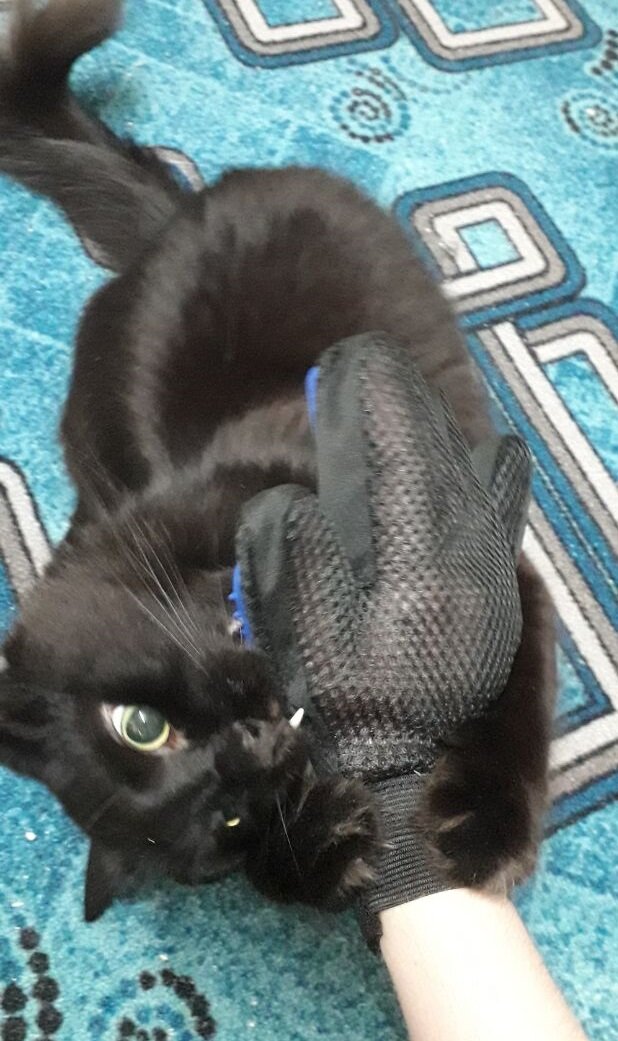 Реакция кота на печатку в одном фото :)